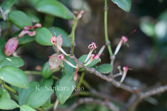 Helicanthes elastica